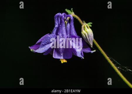 Colonna europea (Aquilegia vulgaris), fiore, Germania, Renania settentrionale-Vestfalia Foto Stock