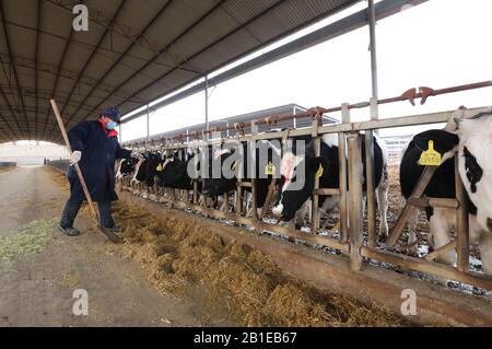 Jiaozuo, La Provincia Cinese Di Henan. 25th Feb, 2020. Un lavoratore alimenta le mucche in una società di prodotti agricoli nella contea di Wuzhi, nella provincia centrale cinese di Henan, 25 febbraio 2020. L'autorità locale nella contea di Wuzhi ha compiuto sforzi per sostenere le aziende di allevamento di bestiame e pollame riprendere la produzione, in modo da garantire l'approvvigionamento del mercato nel contesto della lotta del paese contro l'epidemia di coronavirus nuovo. Credito: Feng Xiaomin/Xinhua/Alamy Live News Foto Stock