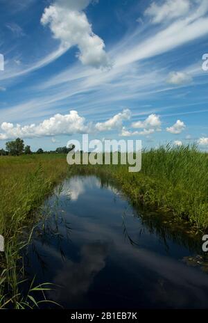 Paesaggio Al Parco Nazionale Di Weerribben-Wieden, Paesi Bassi, Overijssel, Parco Nazionale Di Weerribben-Wieden Foto Stock