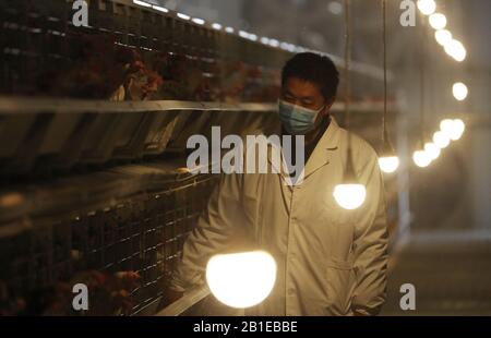 Jiaozuo, La Provincia Cinese Di Henan. 25th Feb, 2020. Un lavoratore controlla i coop di gallina in una società di prodotti agricoli nella contea di Wuzhi, nella provincia centrale cinese di Henan, 25 febbraio 2020. L'autorità locale nella contea di Wuzhi ha compiuto sforzi per sostenere le aziende di allevamento di bestiame e pollame riprendere la produzione, in modo da garantire l'approvvigionamento del mercato nel contesto della lotta del paese contro l'epidemia di coronavirus nuovo. Credito: Feng Xiaomin/Xinhua/Alamy Live News Foto Stock