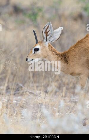 Steenbok (Raphicerus campestris), maschio nella savana, ritratto, Namibia, Parco Nazionale di Etosha Foto Stock