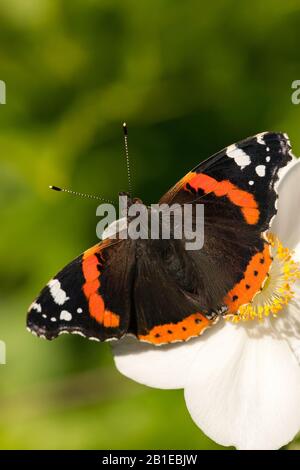 Ammiraglio rosso (Vanessa atalanta, Pyrameis atalanta), si trova su un fiore di rosa bianco, Paesi Bassi Foto Stock