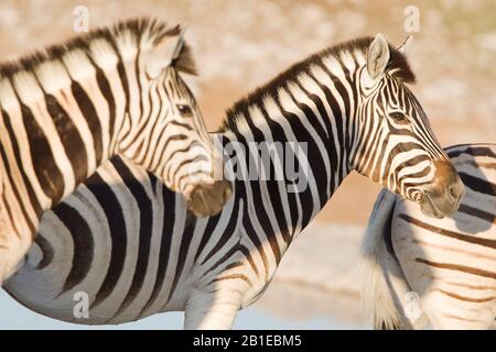 Zebra, zebra, zebra, zebra comune, zebra piana (Equus quagga burchelli, Equus burchelli), in gruppo, vista laterale, Namibia, Parco Nazionale di Etosha Foto Stock