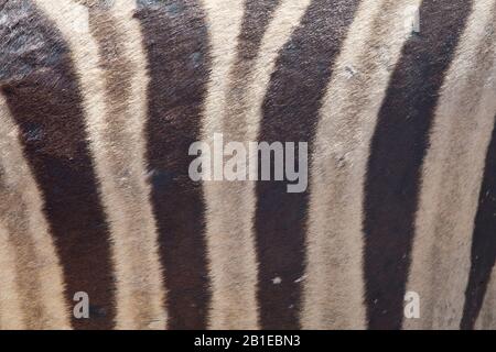 Zebra, zebra, zebra comune, zebra piana (Equus quagga burchelli, Equus burchelli), zebra fur, section, Namibia, Parco Nazionale di Etosha Foto Stock