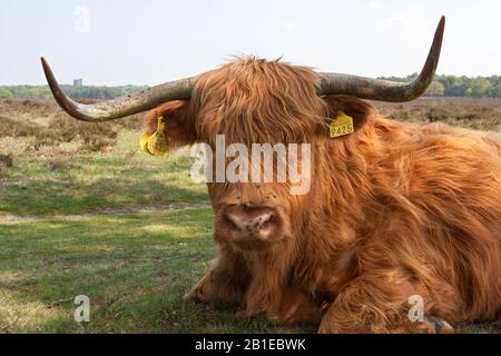 Bestiame scozzese delle Highland, Kyloe, mucca delle Highland, Heelan coo (Bos primigenius F. taurus), nella riserva naturale, Paesi Bassi Foto Stock