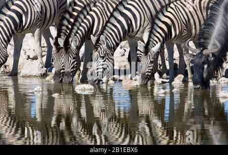 Zebra, zebra, zebra, zebra comune, zebra piana (Equus quagga burchelli, Equus burchelli), mandria di zebre si erge bevendo insieme ad un'immagine in un buco d'acqua, Namibia, Parco Nazionale di Etosha Foto Stock