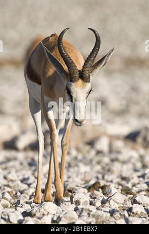 Springbuck, springbok (Antidorcas marsupialis), uomo a piedi su terreni sassosi, vista frontale, Namibia, Parco Nazionale Etosha Foto Stock