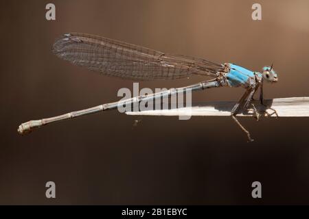 Dancer in polvere (Argia moesta), femmina, USA, Arizona Foto Stock