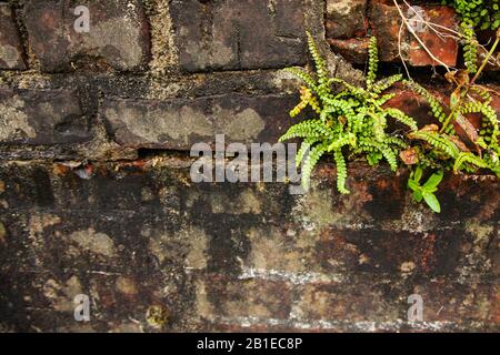 Milze verde (asplenium viride), su una parete, Paesi Bassi Foto Stock