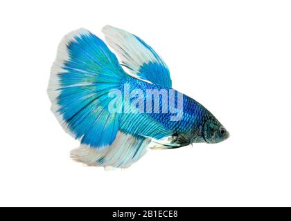 Pesci da combattimento siamesi (betta splendens) 'Marbled Bicolor'