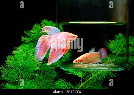 Il pesce di combattimento del Siamese (betta splendens) maschio separato da una femmina