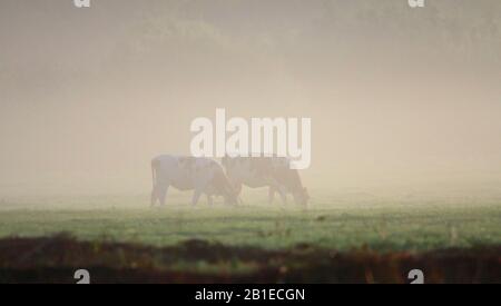 Bovini domestici (Bos primigenius F. taurus), vacche in nebbia mattutina, Paesi Bassi Foto Stock