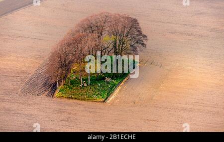 Albero in un paesaggio monotono campo, vista aerea, Germania, Schleswig-Holstein Foto Stock