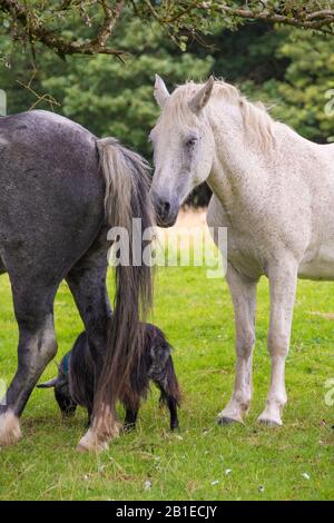 Galles, Regno Unito: 10 ago 2016 : un cavallo bianco dolce si erge con i suoi compagni, un cavallo e una capra, sotto un albero di quercia, Seren Retreat, Bryncoch Farm, Gower Foto Stock