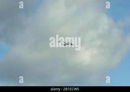 Seagul volare nel cielo Foto Stock