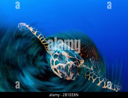 Tartaruga marina Hawksbill, Eretmochelys imbricata, ritratto girato artisticamente con una velocità lenta dell'otturatore mentre ruota la fotocamera. Padre Reefs, Bismark Se
