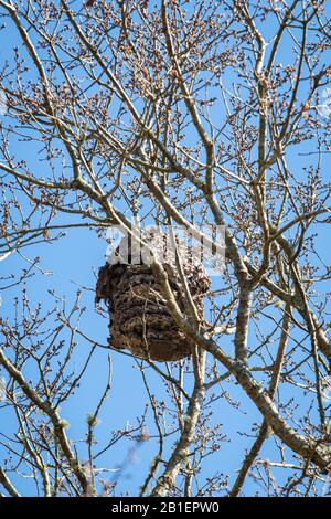 Danneggiato nido di cornetto asiatico sull'albero. Vespa velutina nido Foto Stock
