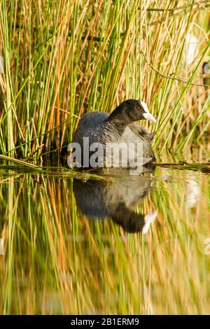 Piede eurasiatico adulto (Fulica atra) in acqua contro le canne in luce calda che mostra testa scura, occhi rossi, becco bianco e scudo bianco. Foto Stock