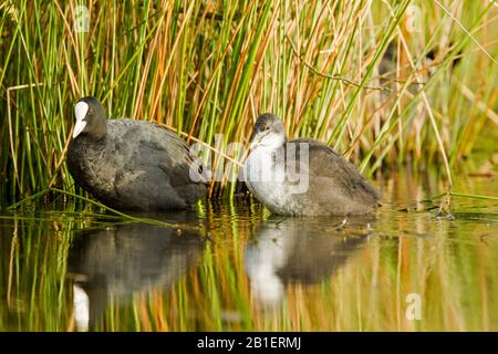 Avampiede eurasiatico adulto (Fulica atra) in acqua contro le canne colorate con un pulcino, che mostra testa scura, occhi rossi, becco bianco e scudo bianco Foto Stock