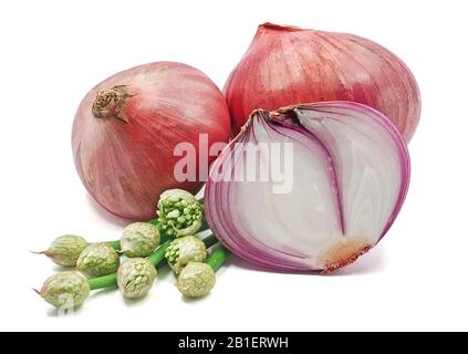 Cipolla rossa fresca isolata su sfondo bianco Foto Stock