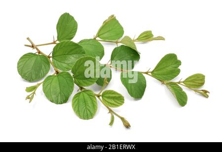 Foglia di jujbe isolata su sfondo bianco Foto Stock