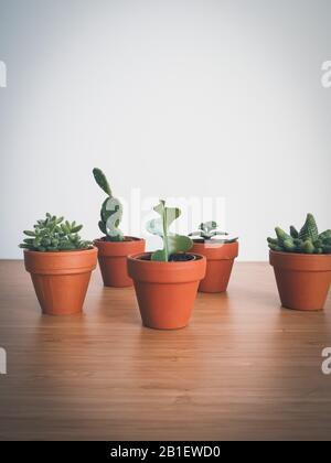 Piccoli succulenti in vasi di terracotta su una scrivania in legno su sfondo bianco Foto Stock
