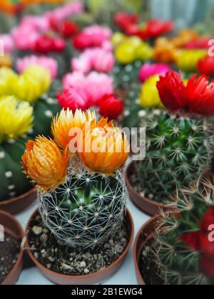 Varietà di piccole piante di cactus con fiori colorati in vasi di plastica su vassoi di caricamento bianchi Foto Stock