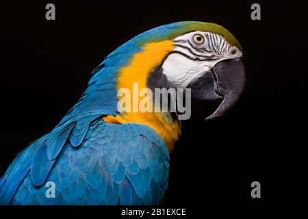 Bellissimo uccello blu. Ritratto di macaw blu e oro. Foto Stock