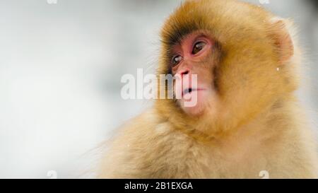 Una scimmia macaque giapponese carino bambino Foto Stock