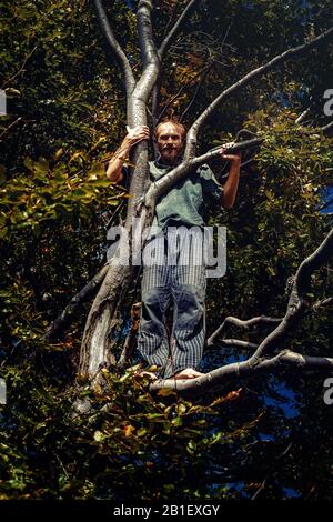 uomo nella vecchia corona di alberi, faggio antico. Foto Stock