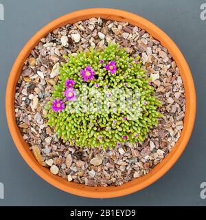 Delosperma sphalmanthoides, un piccolo succulento sudafricano. Foto Stock