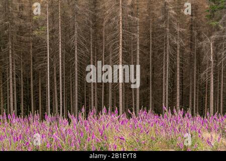 Durch den Borkenkäfer abgestorbener Fichtenwald und bunt blühender Fingerhut Digitalis im Nationalpark Harz bei Braunlage, Niedersachsen, Deutschland Foto Stock