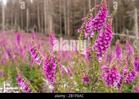 Burch den Borkenkäfer abgestorbener Fichtenwald und bunte Fingerhut Digitalis Blüten im Nationalpark Harz bei Braunlage, Niedersachsen, Deutschland | Foto Stock