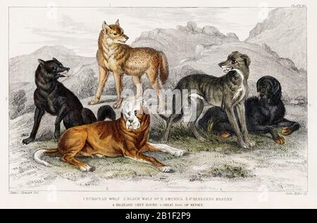 Lupo europeo, lupo nero del Nord America, San Bernardo e il 39; s Mastiff, Highland Greyhound, e Grande cane del Nepal da UNA storia della terra e natura animata (1820) da Oliver Goldsmith (1730-1774). Migliorato digitalmente dalla nostra edizione originale. Foto Stock