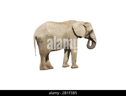 Elefante primo piano. Elefante grigio isolato Foto Stock