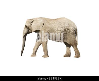 Elefante primo piano. Elefante grigio isolato Foto Stock