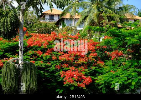 Batam Indonesia - Case e alberi in fiore nella zona di Nongsa Beach Foto Stock