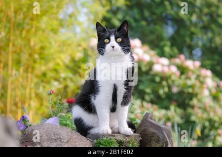 Adorabile gatto Shorthair europeo, tuxedo modello bicolore bianco e nero, seduto curiosamente su un muro di pietra in un giardino fiorito in primavera, Germania Foto Stock