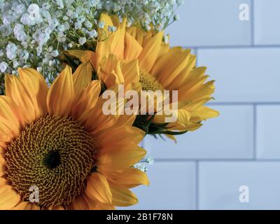 Girasoli gialli e neonati bianchi respirano da vicino in fotografia macro foto contro uno sfondo bianco di piastrelle della metropolitana. Fiori recisi freschi per luminoso Foto Stock