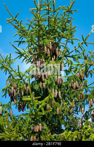 Abete (Picea abies), rami con coni di abete rosso maturo, Turingia, Germania Foto Stock