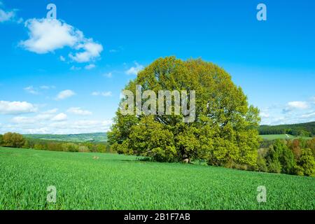 Quercia inglese (Quercus robur), albero solitario, in piedi su un campo, Turingia, Germania Foto Stock