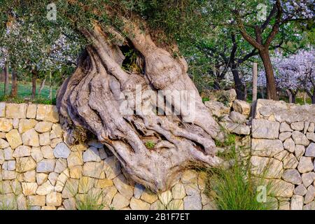 Antico olivo a gignarled in pietra naturale muro, vicino a Selva, Maiorca, Isole Baleari, Spagna Foto Stock