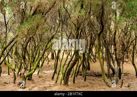 Giovane Foresta Di Alloro, La Palma, Isole Canarie, Spagna Foto Stock