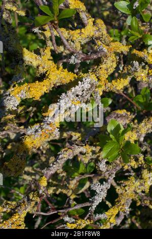 Primo piano di un Wild Cheer Tree (Prunus avium) in primavera. Ludwell Valley Park, Exeter, Devon, Regno Unito. Foto Stock