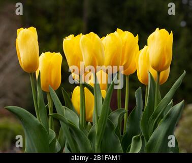 Close-up di tulipani gialli Foto Stock