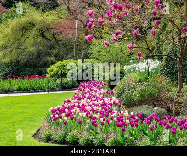 giardino di tulipani rosa sotto un albero di magnolia in fiore Foto Stock