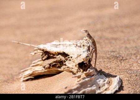 agama (Phrynocephalus arabicus), con testa a rospo arabo, nel deserto, in piedi su un tronco di albero morto Foto Stock