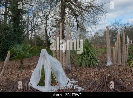 Delicate E Tenerle Piante di palma tropicale Avvolte in Hessian e Fleece per la protezione Contro gelo invernale e clima freddo a Wisley Garden Foto Stock