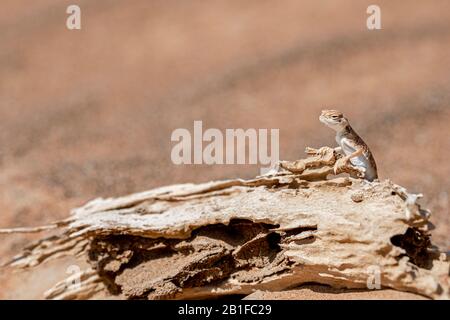agama (Phrynocephalus arabico) a testa di rospo arabo nel deserto, in piedi su un tronco morto con spazio di copia, Foto Stock