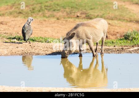 Comune Warthog (Phacochoerus afranus) bere al waterhole in Addo Elephant National Park, Eastern Cape, Sud Africa con Hadeda Ibis Foto Stock